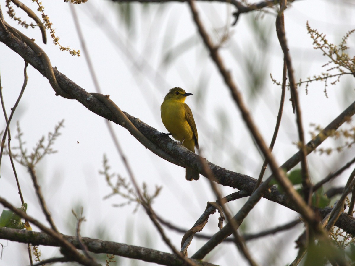 Yellow-browed Bulbul - Menachem Goldstein