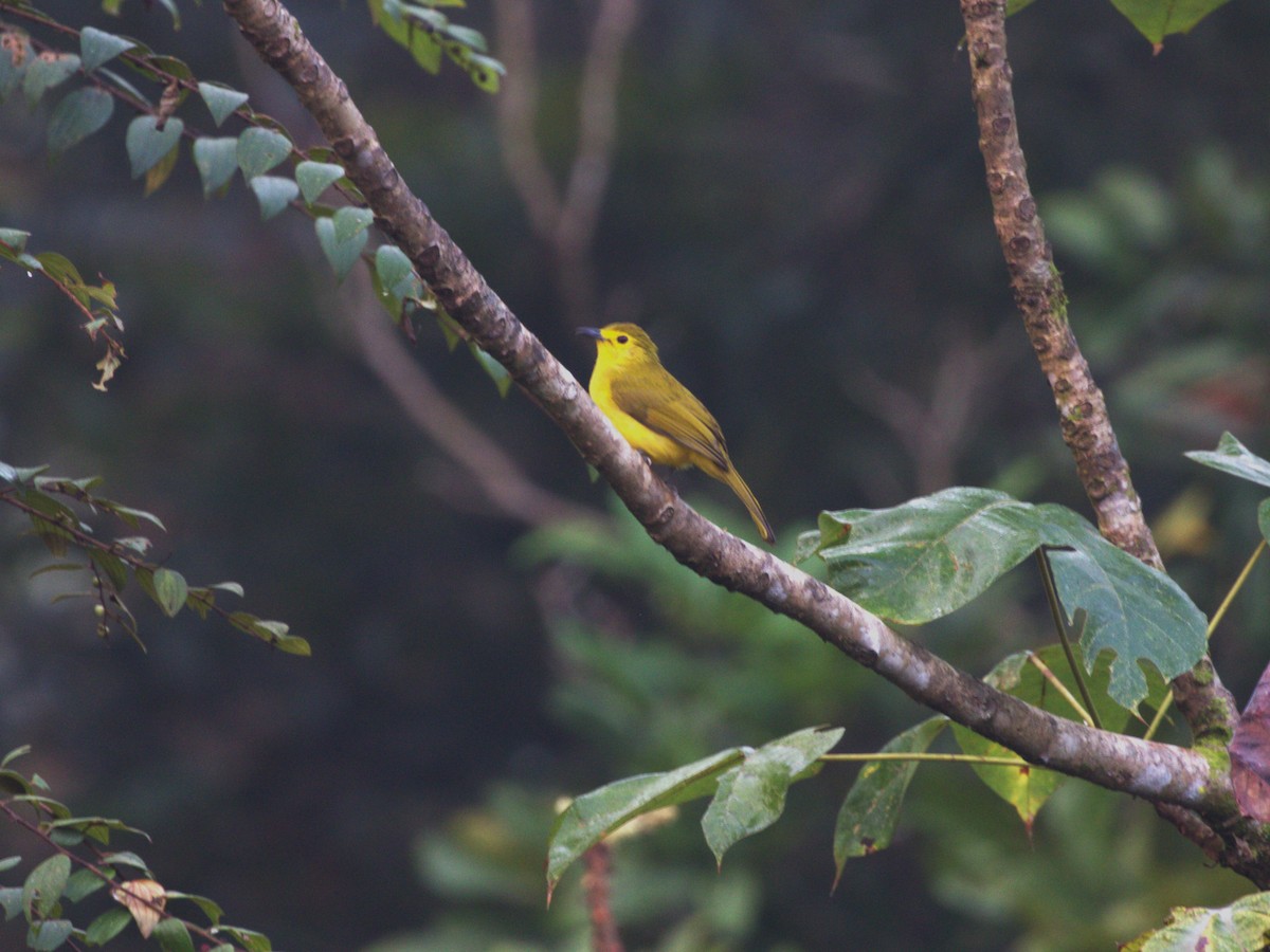 Yellow-browed Bulbul - ML624216004