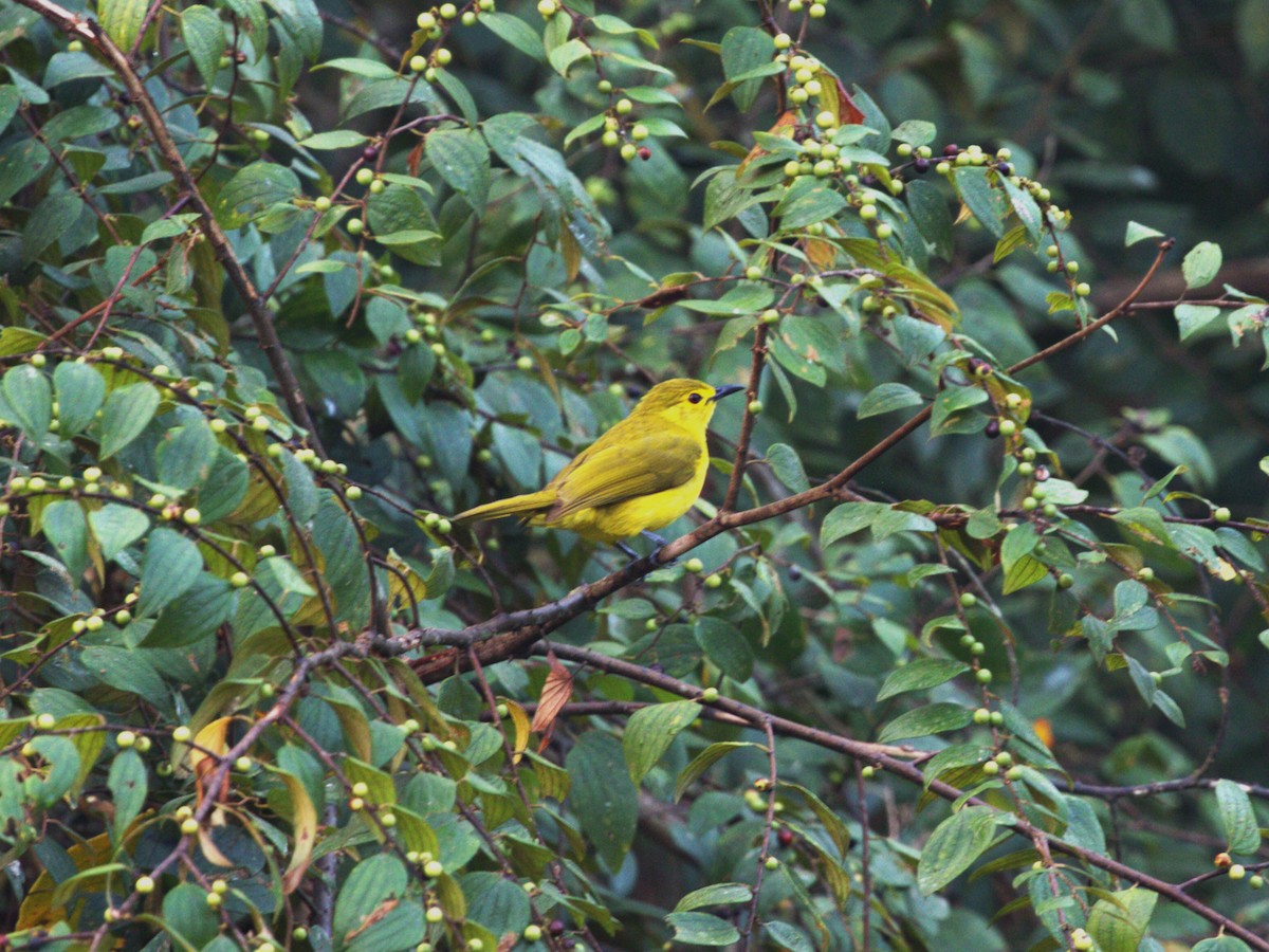 Yellow-browed Bulbul - Menachem Goldstein