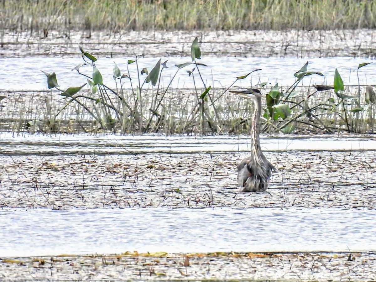 Great Blue Heron - ML624216007