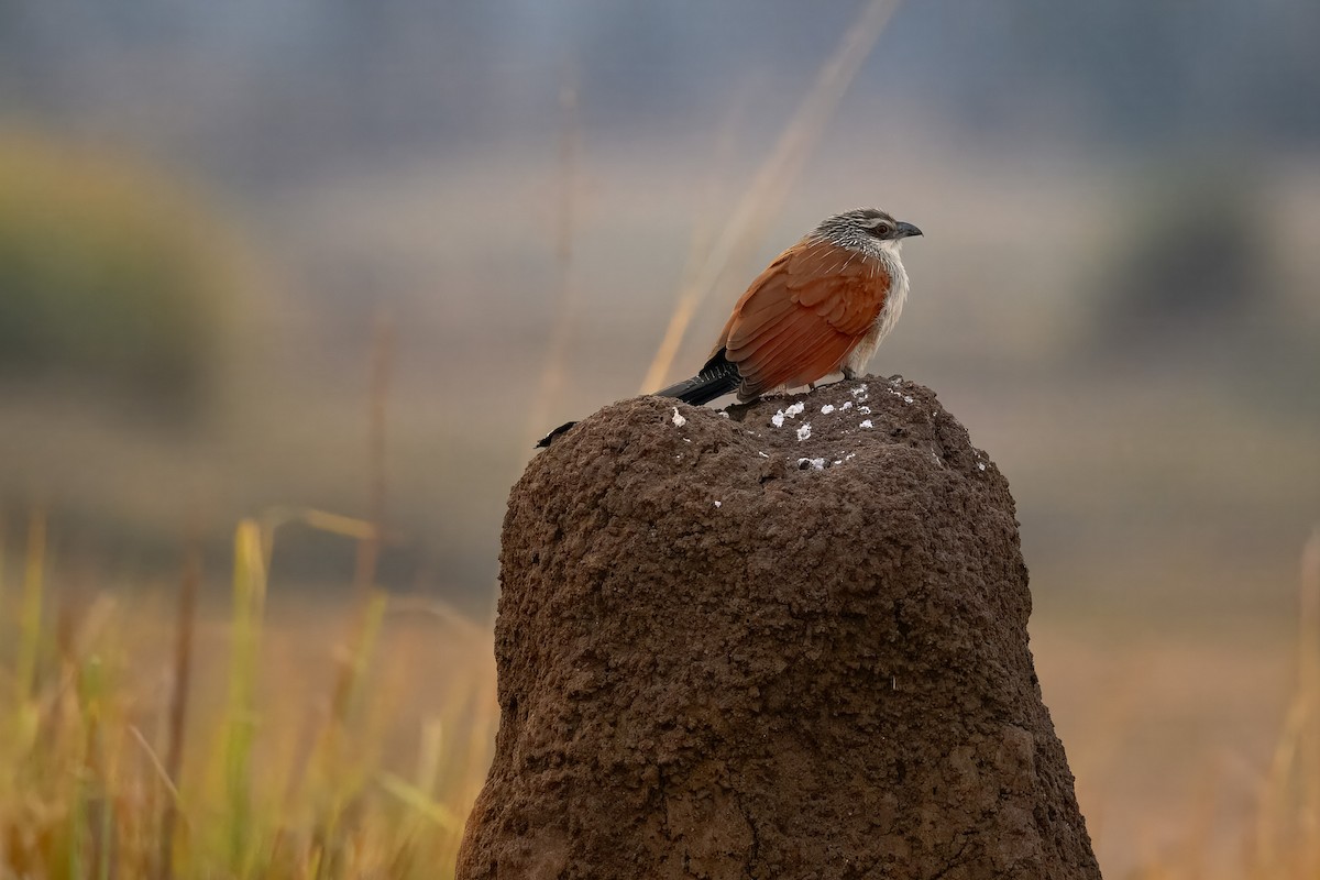 White-browed Coucal - ML624216022