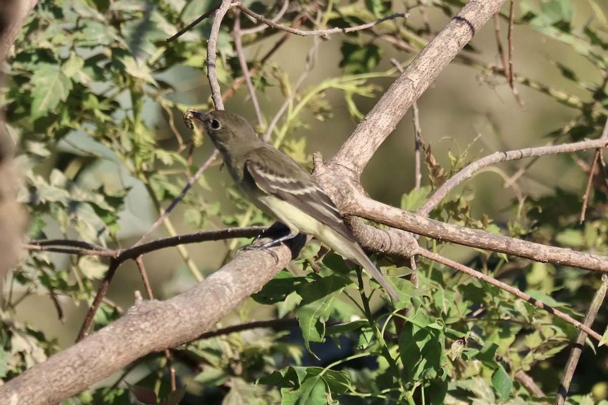 Alder/Willow Flycatcher (Traill's Flycatcher) - ML624216024