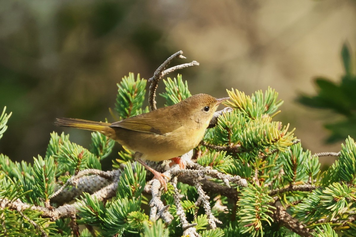 Common Yellowthroat - ML624216025