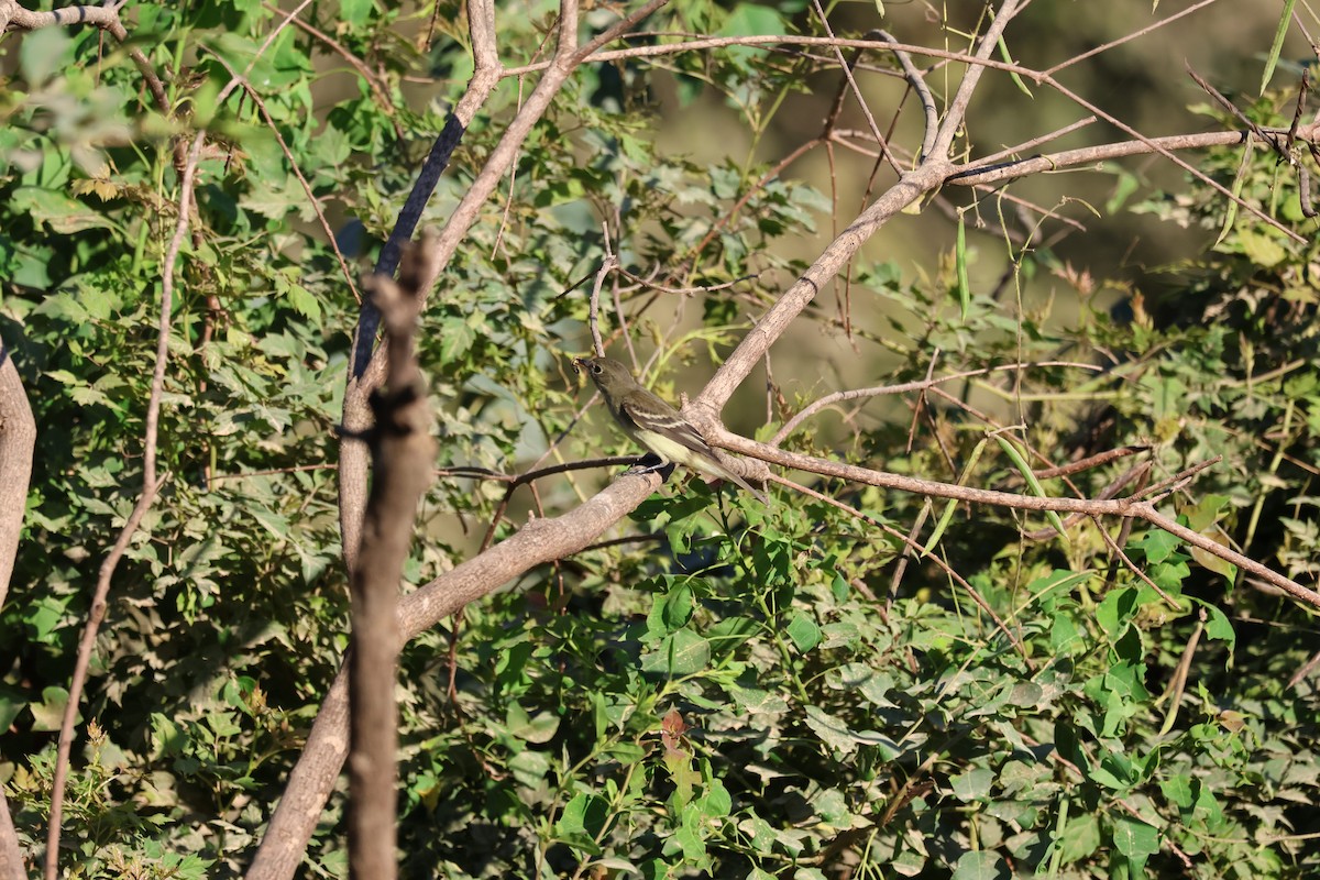 Alder/Willow Flycatcher (Traill's Flycatcher) - ML624216026