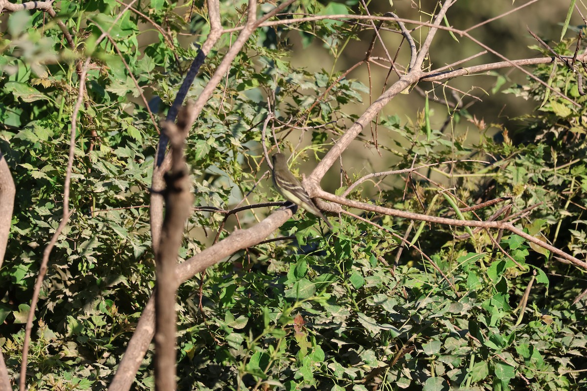 Alder/Willow Flycatcher (Traill's Flycatcher) - ML624216029