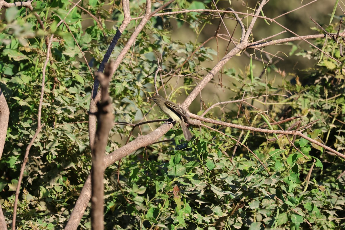 Alder/Willow Flycatcher (Traill's Flycatcher) - ML624216031