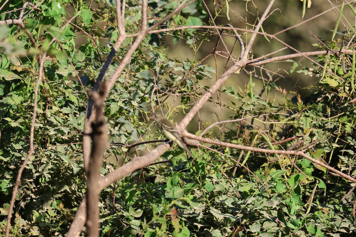 Alder/Willow Flycatcher (Traill's Flycatcher) - Donald Dehm