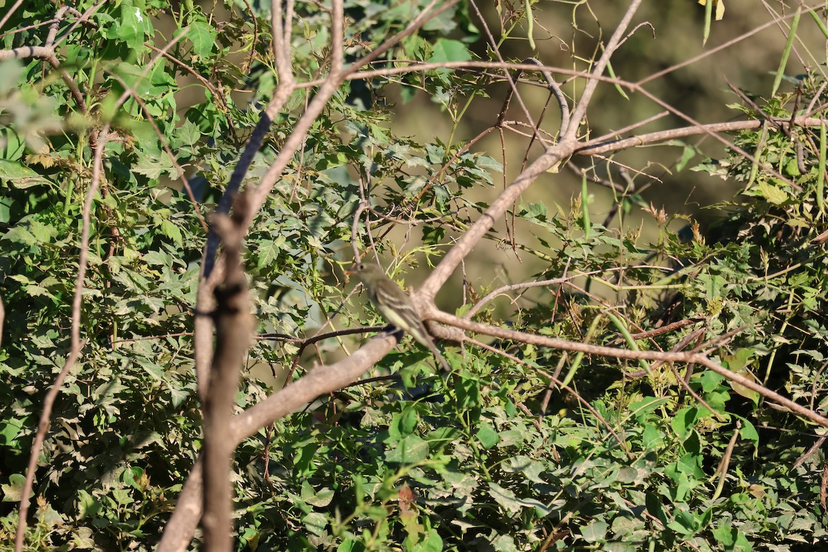 Alder/Willow Flycatcher (Traill's Flycatcher) - ML624216037