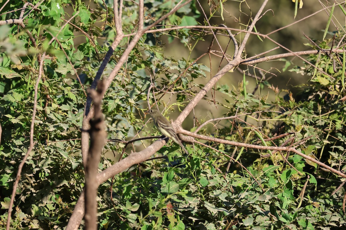 Alder/Willow Flycatcher (Traill's Flycatcher) - ML624216039