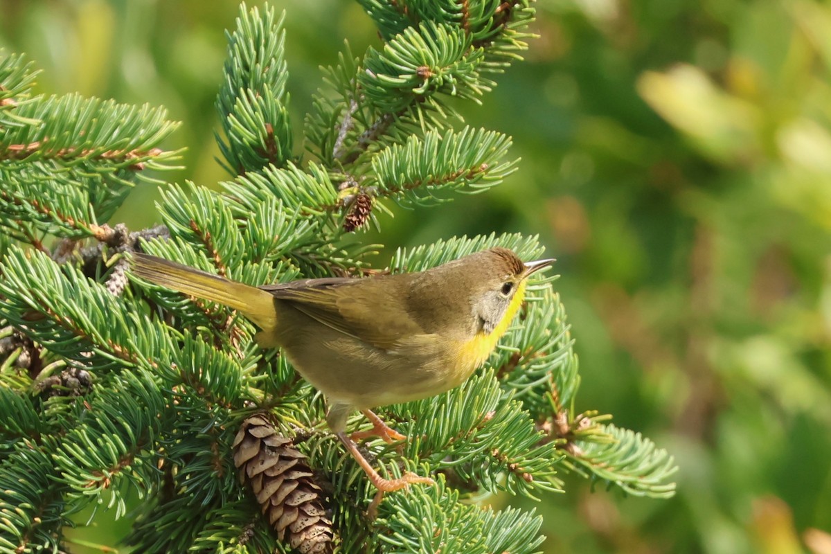 Common Yellowthroat - ML624216041