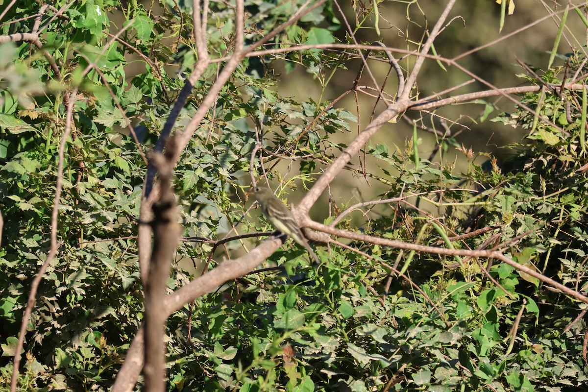 Alder/Willow Flycatcher (Traill's Flycatcher) - ML624216042