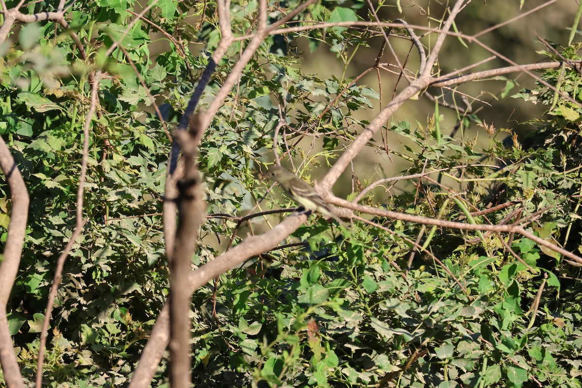 Alder/Willow Flycatcher (Traill's Flycatcher) - ML624216043