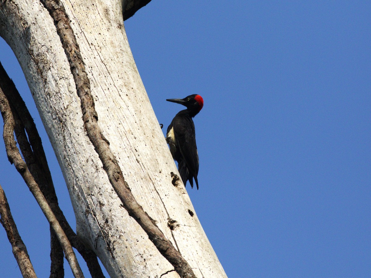 White-bellied Woodpecker - ML624216057