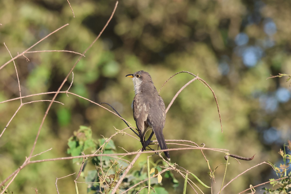 Yellow-billed Cuckoo - Donald Dehm