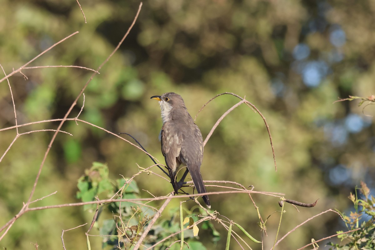 Yellow-billed Cuckoo - ML624216066