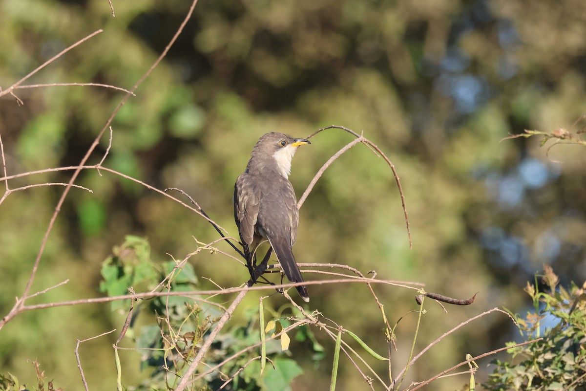 Yellow-billed Cuckoo - ML624216067