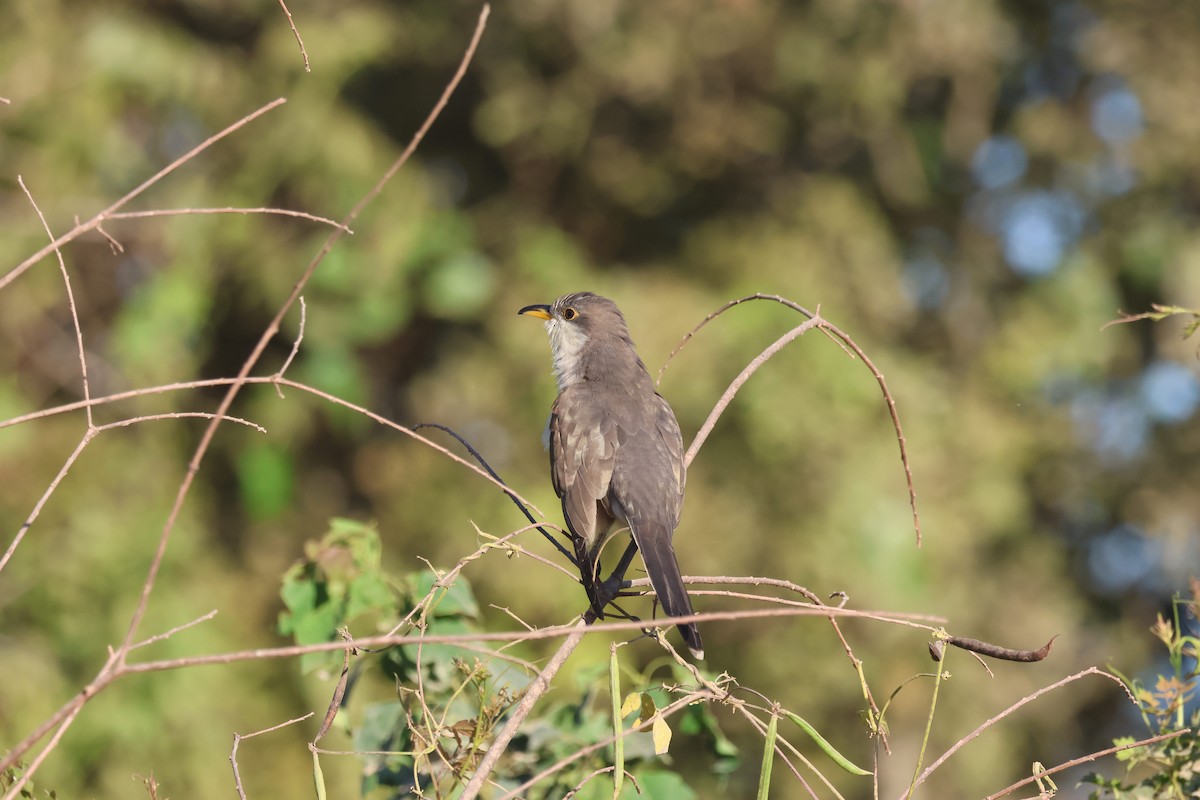 Yellow-billed Cuckoo - ML624216069