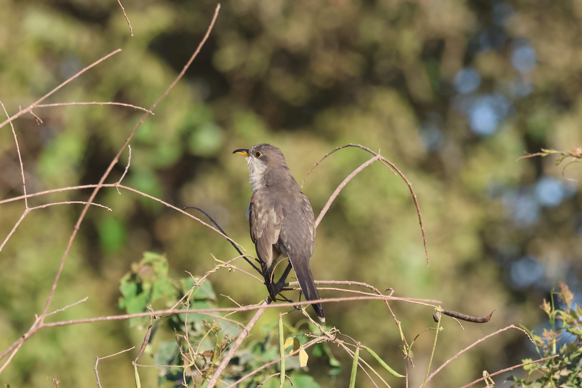 Yellow-billed Cuckoo - ML624216070