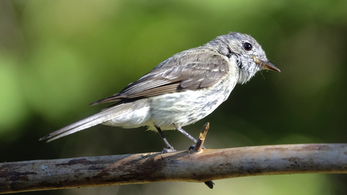 Dusky Flycatcher - ML624216071