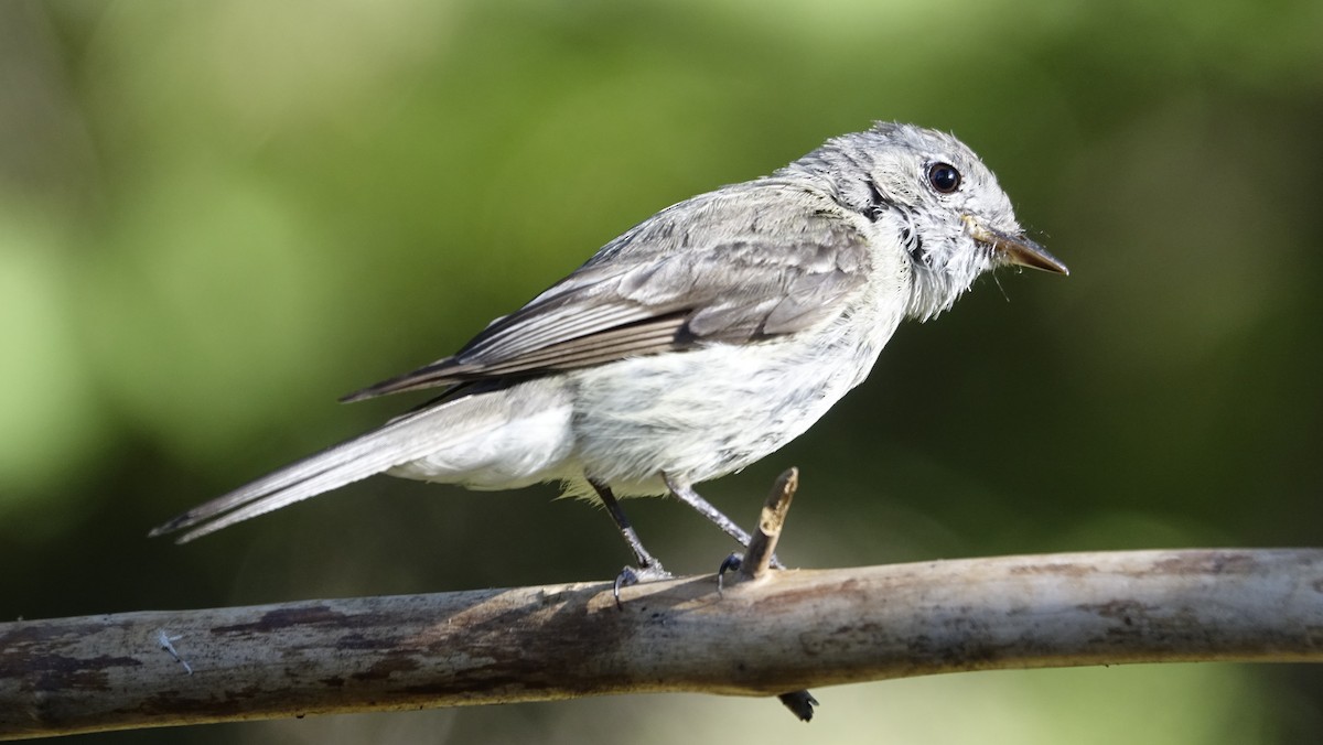 Dusky Flycatcher - ML624216072