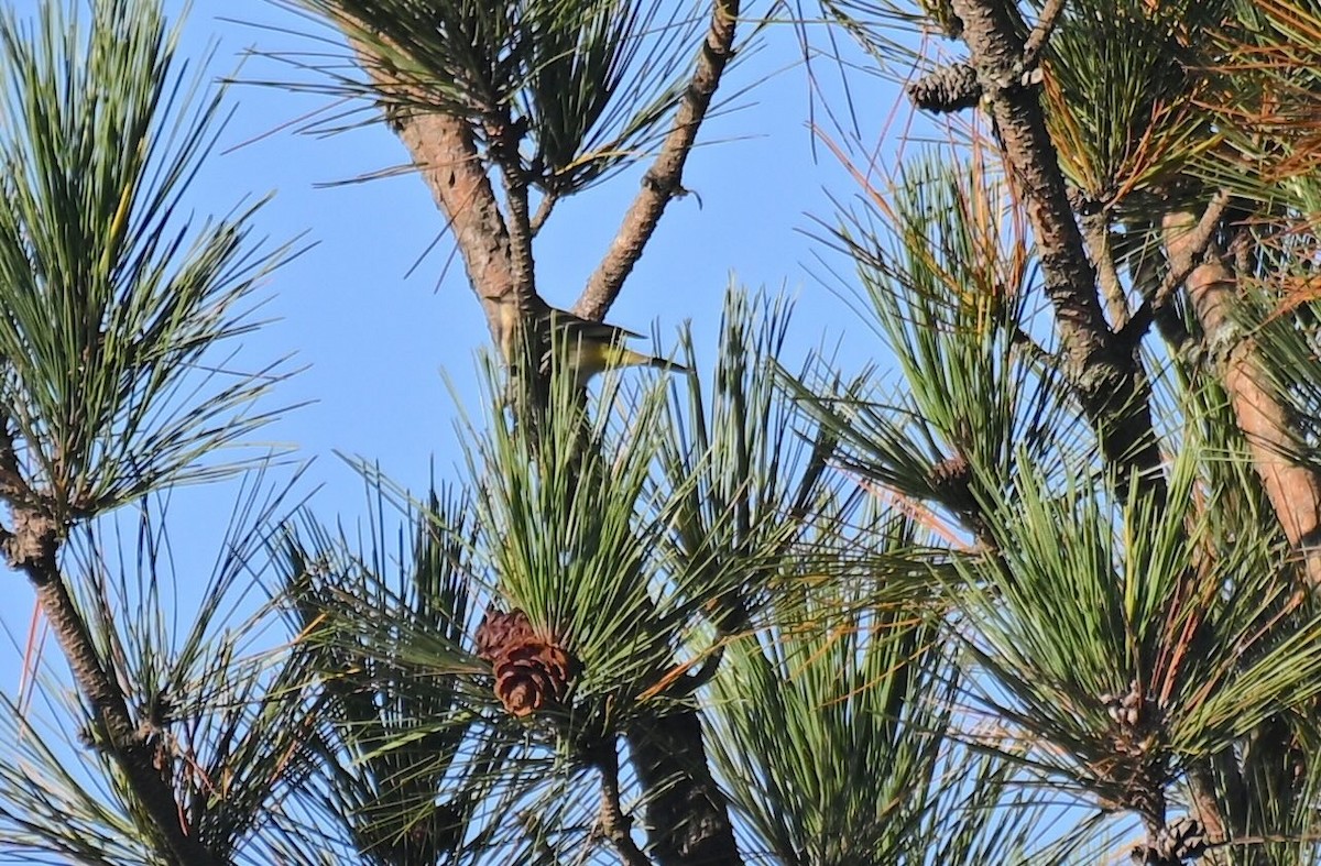 Golden-crowned Kinglet - ML624216073