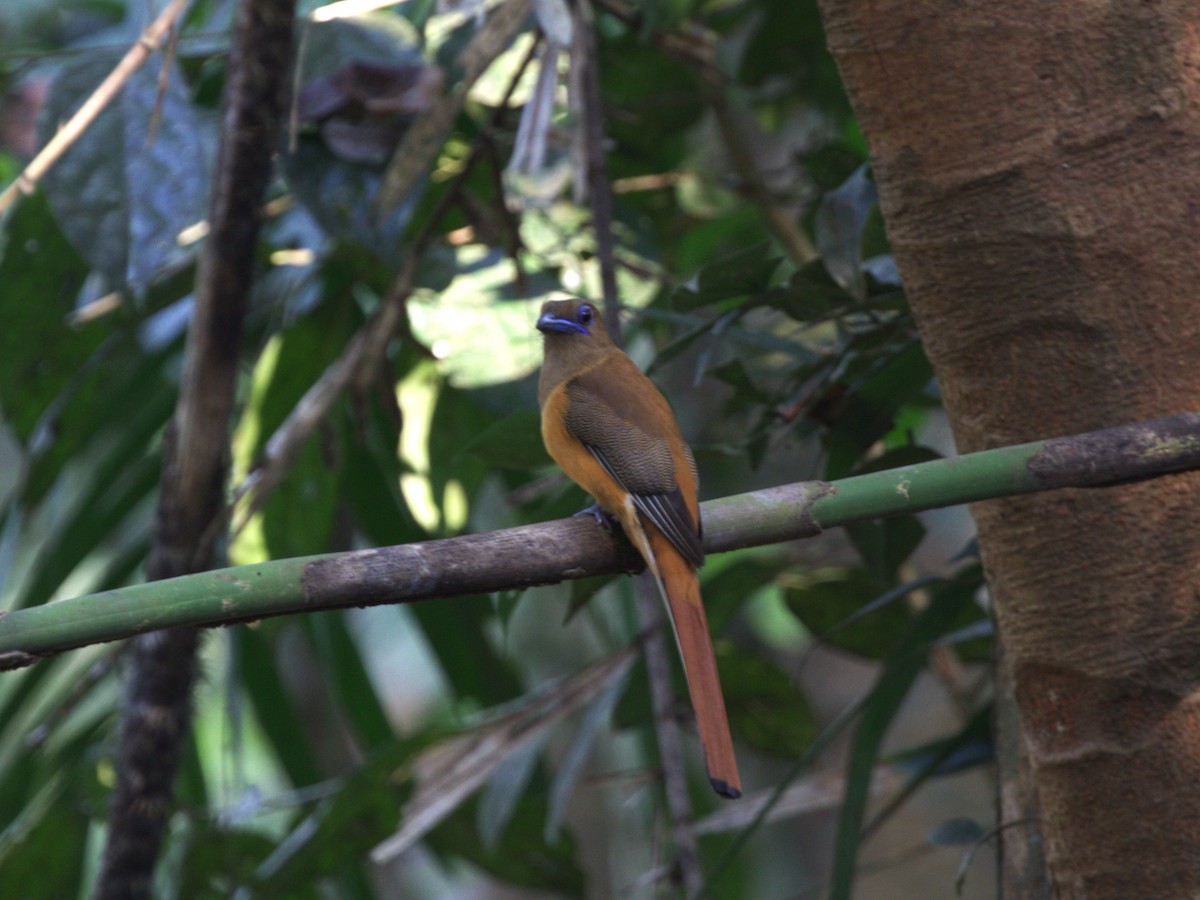 trogon indický - ML624216077