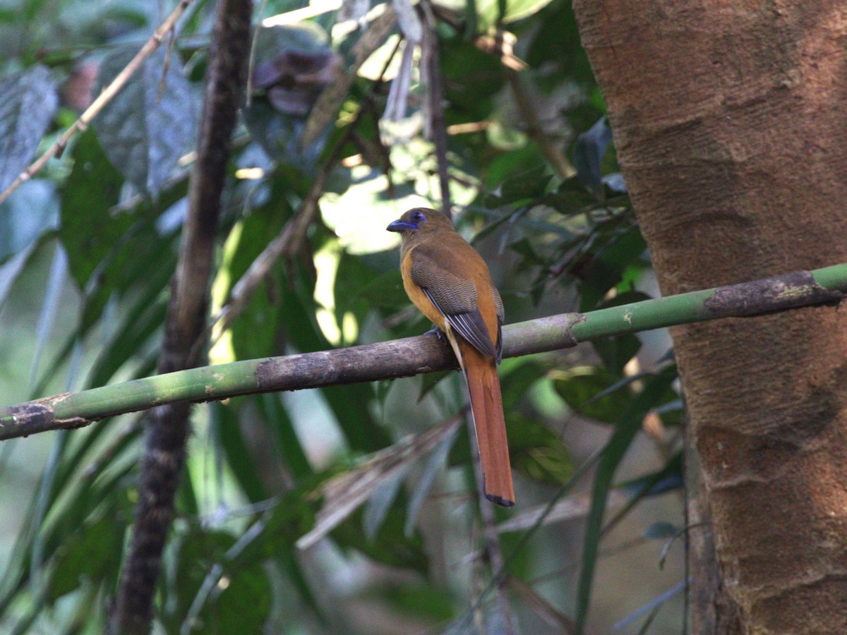 trogon indický - ML624216079