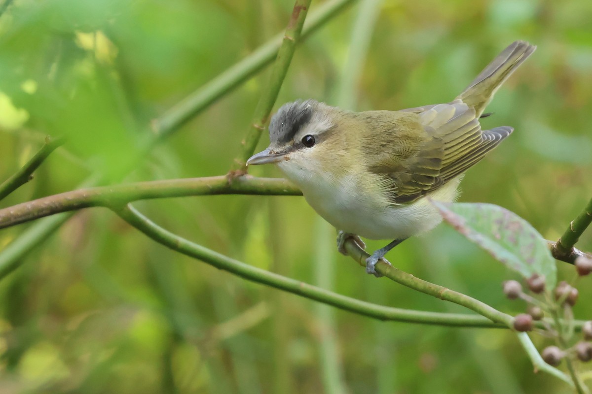 Red-eyed Vireo - Jim Edsall