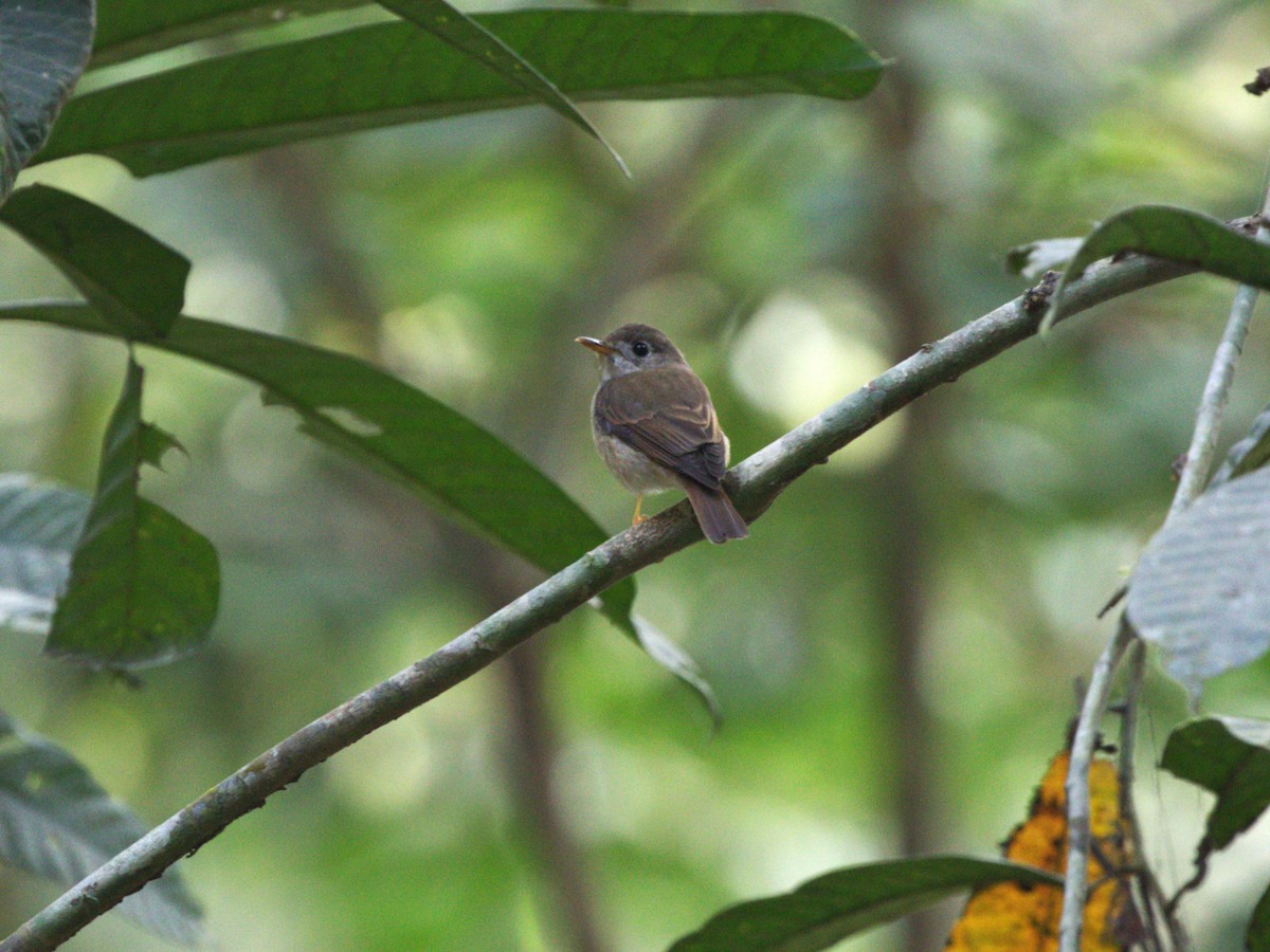 Brown-breasted Flycatcher - ML624216084