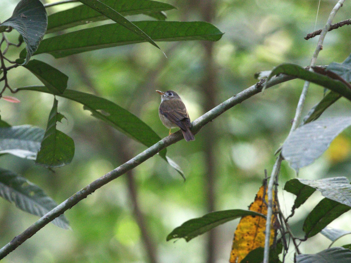 Brown-breasted Flycatcher - ML624216085