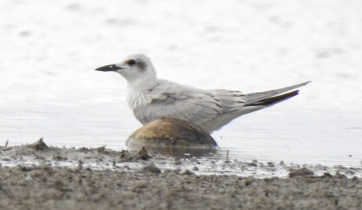 Gull-billed Tern - Prabhanjan Behera