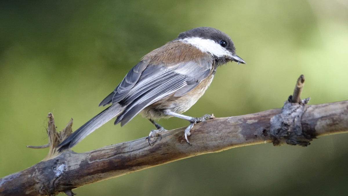 Chestnut-backed Chickadee - mark lundgren