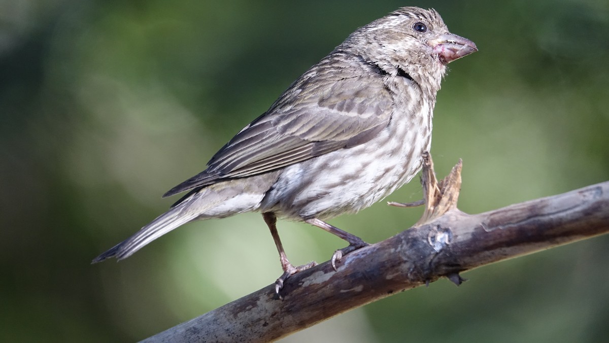 Purple Finch - ML624216094