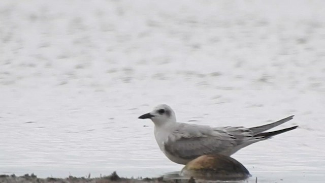 Бахим хараалай - ML624216102