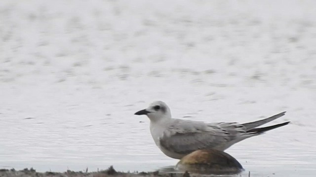 Gull-billed Tern - ML624216102