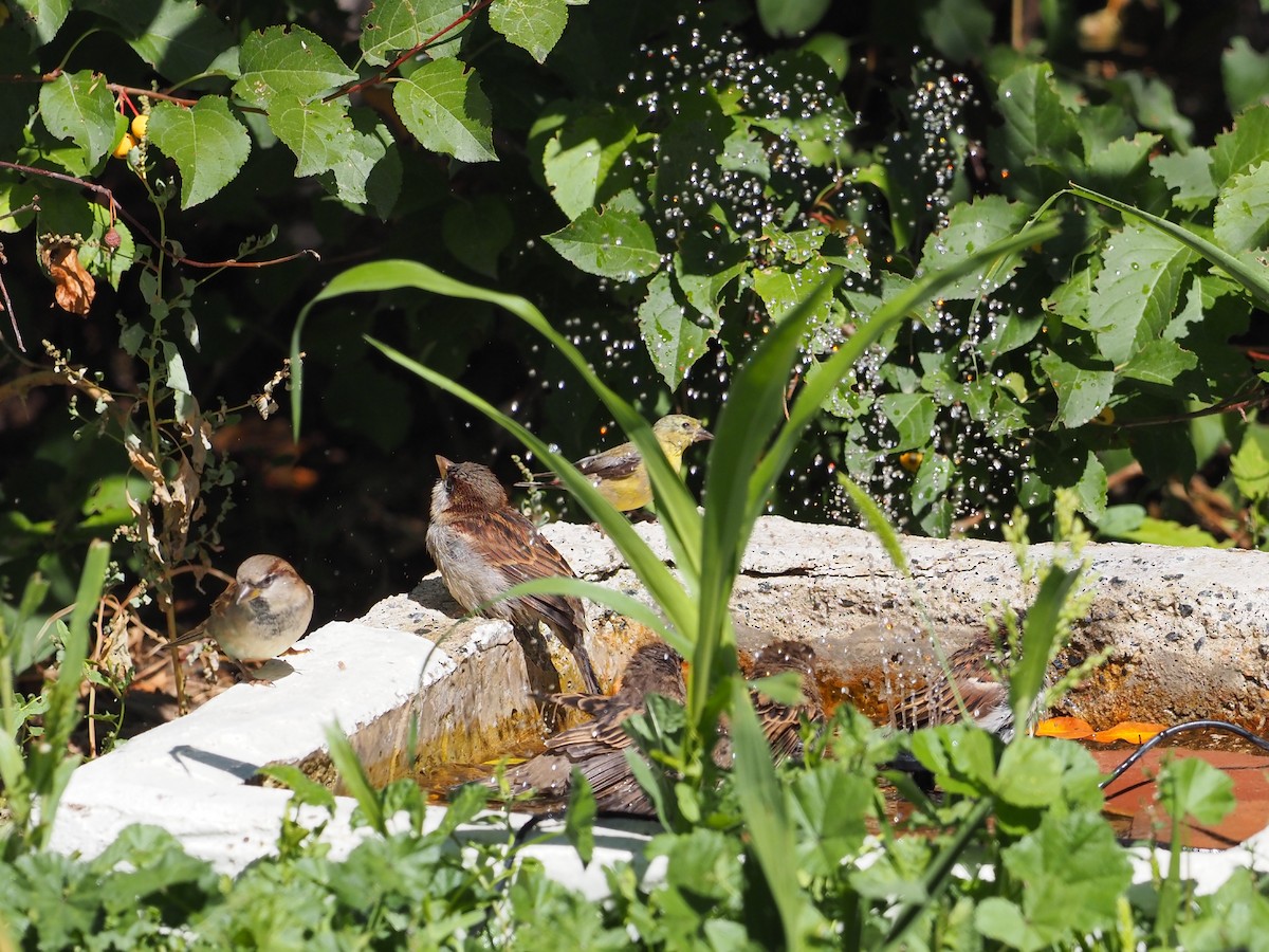 House Sparrow - ML624216104