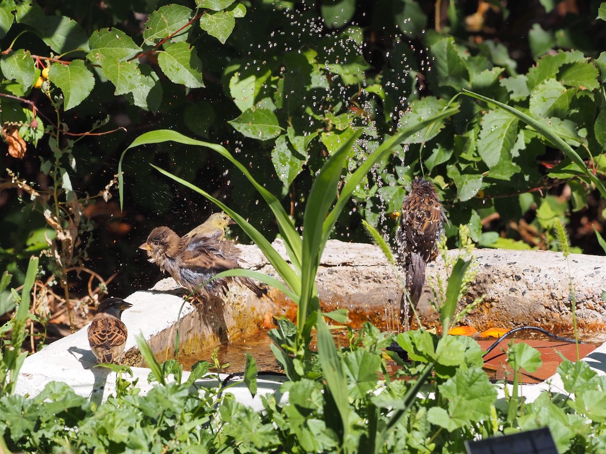 House Sparrow - ML624216106