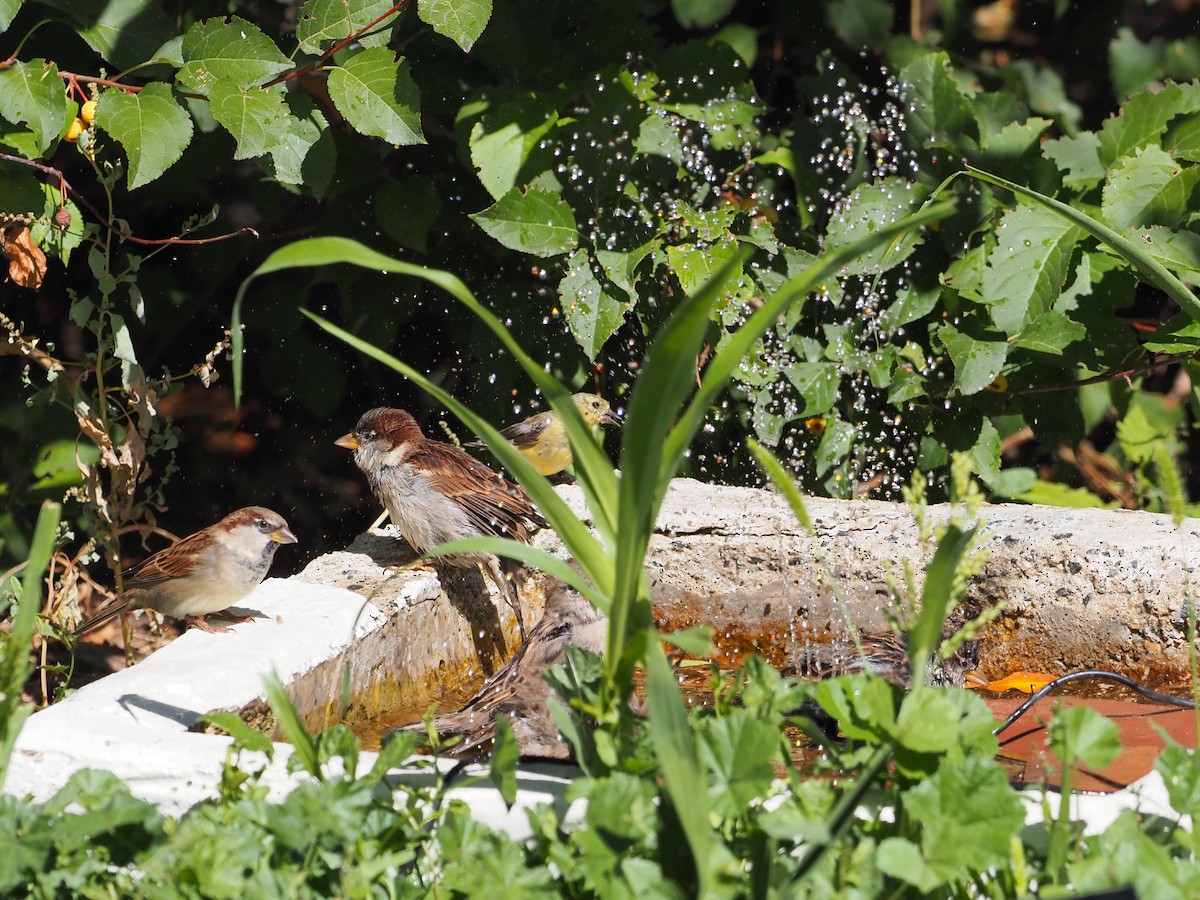 House Sparrow - ML624216111