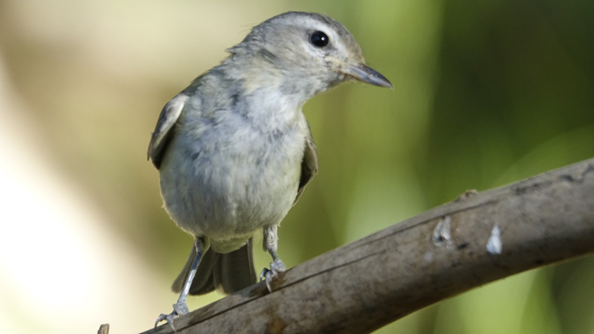 Warbling Vireo - ML624216121