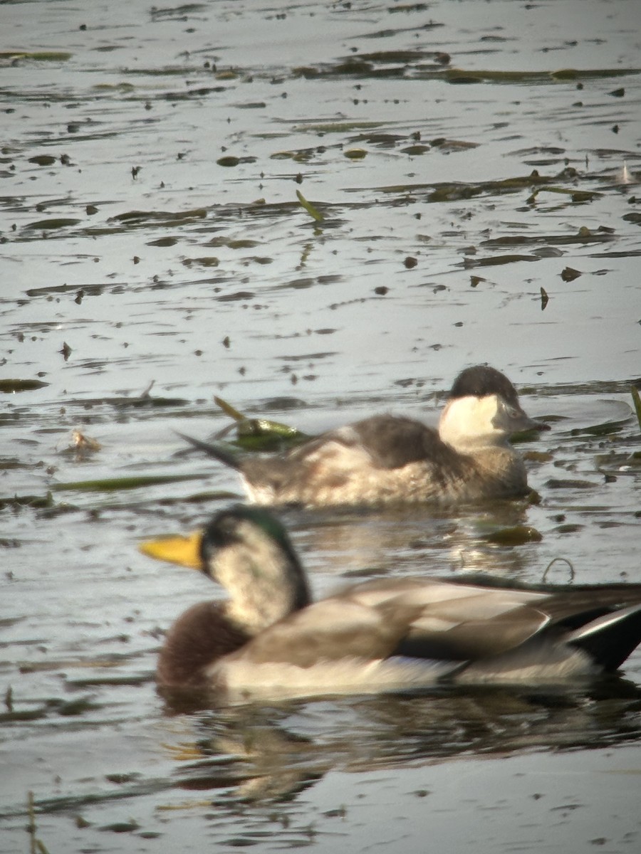 Ruddy Duck - ML624216125