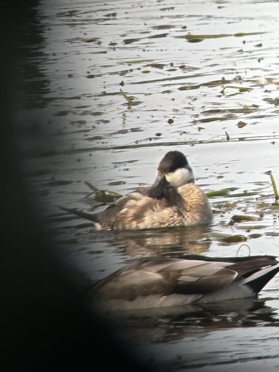 Ruddy Duck - ML624216126