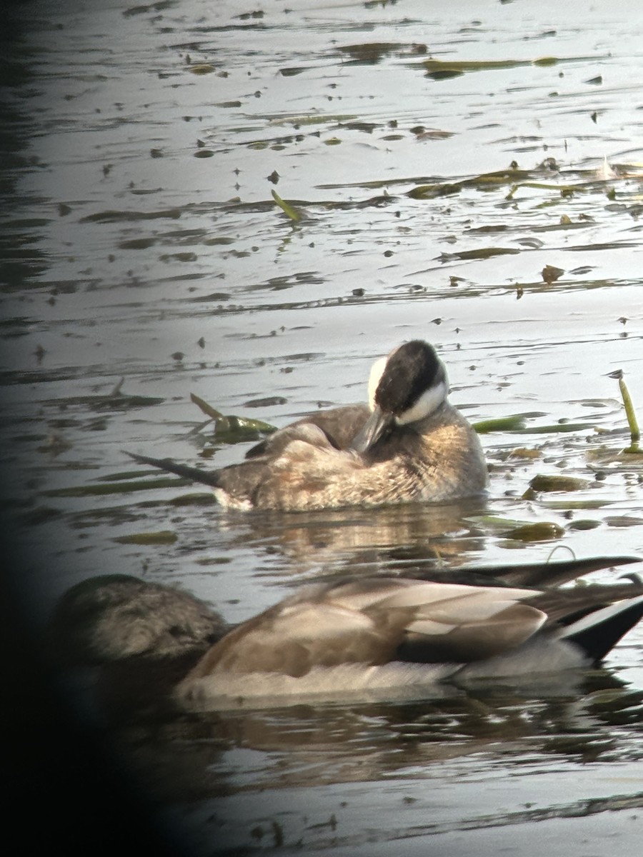 Ruddy Duck - ML624216127