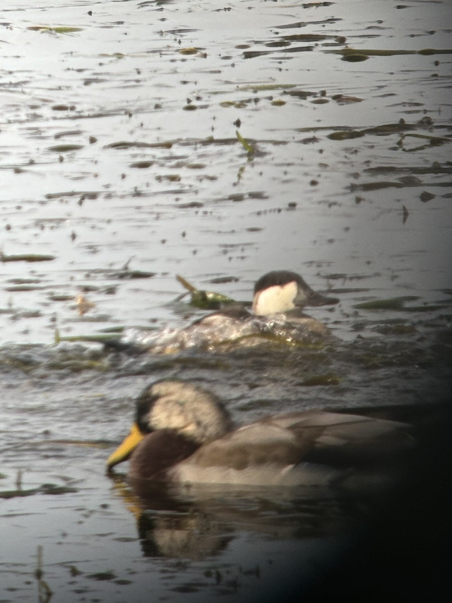 Ruddy Duck - ML624216128