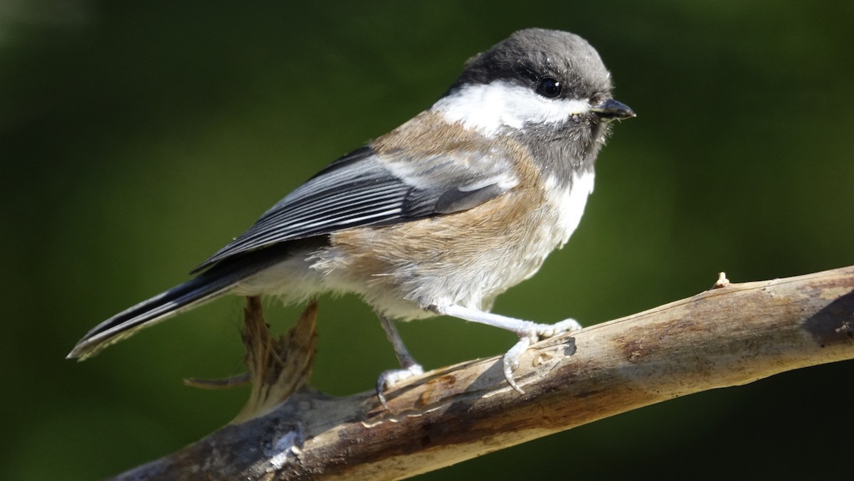 Chestnut-backed Chickadee - mark lundgren