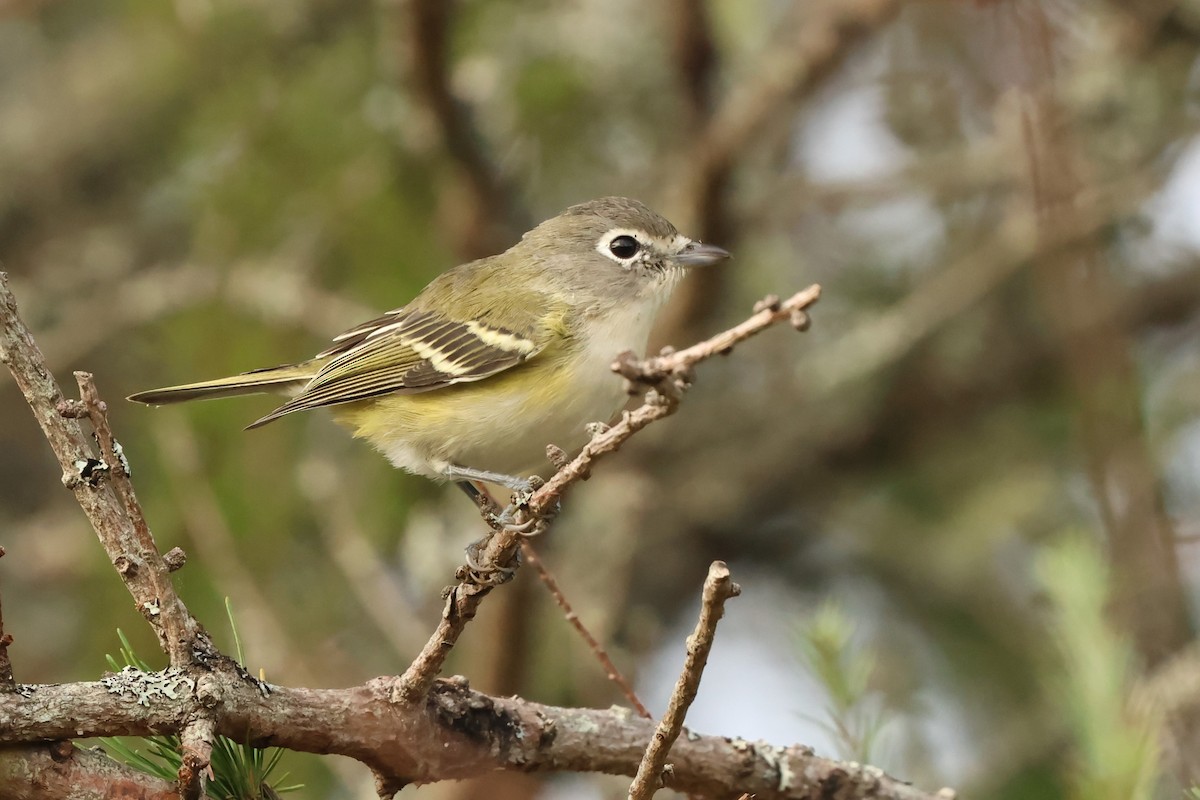 Blue-headed Vireo - ML624216143