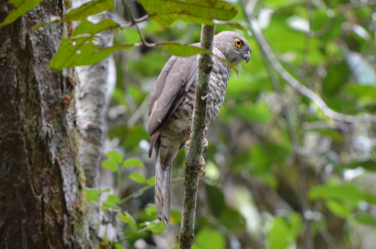 Frances's Sparrowhawk - ML624216151