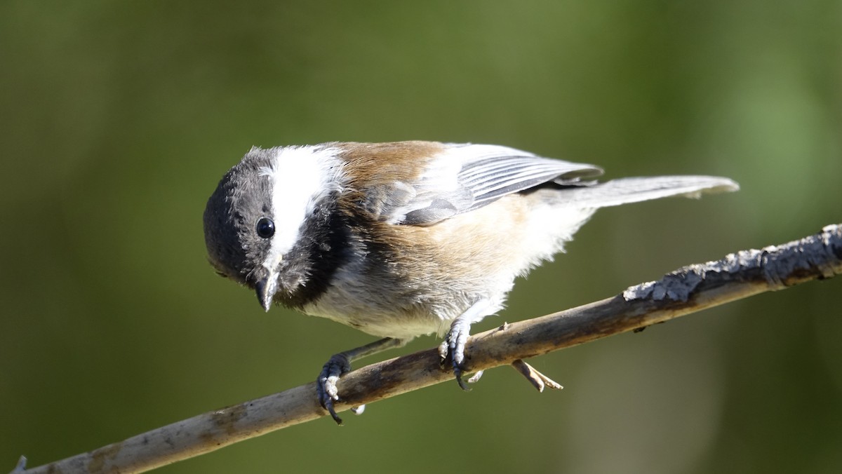 Chestnut-backed Chickadee - ML624216154