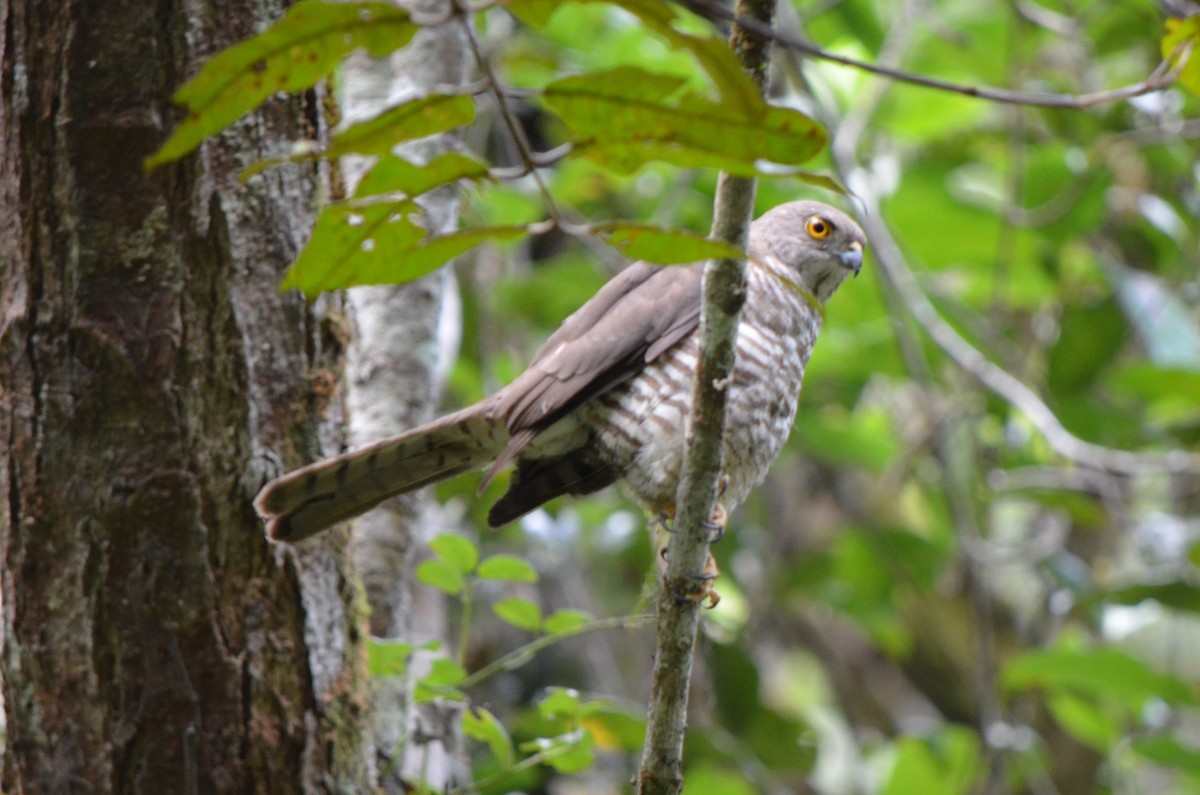 Frances's Sparrowhawk - ML624216155