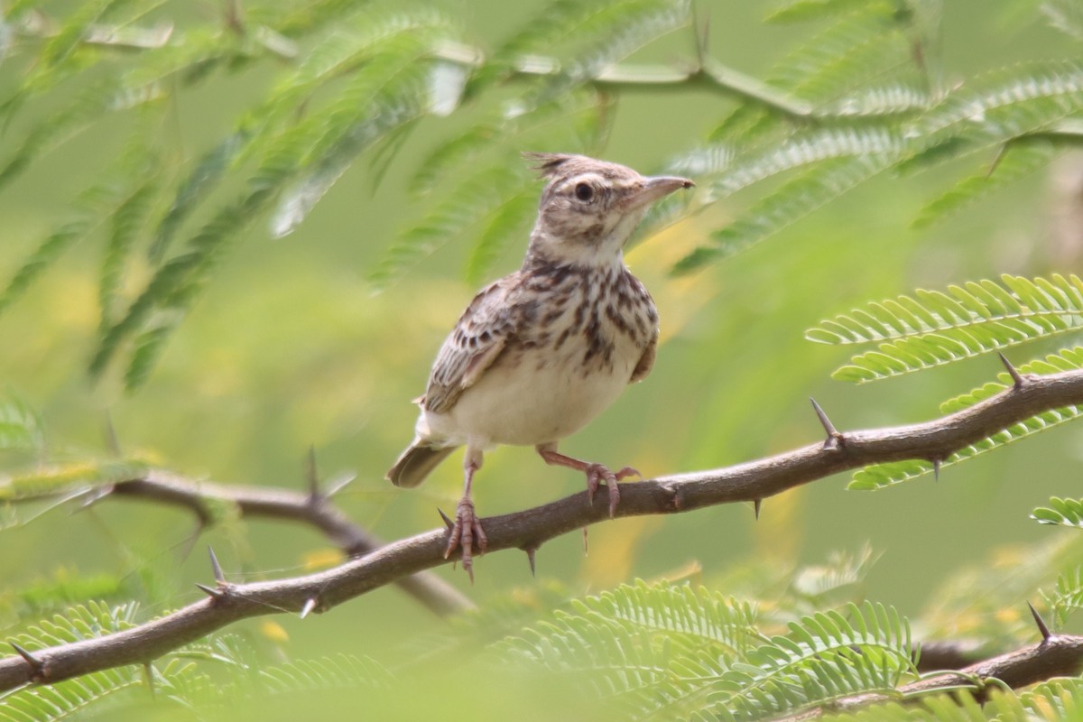 Crested Lark - ML624216156