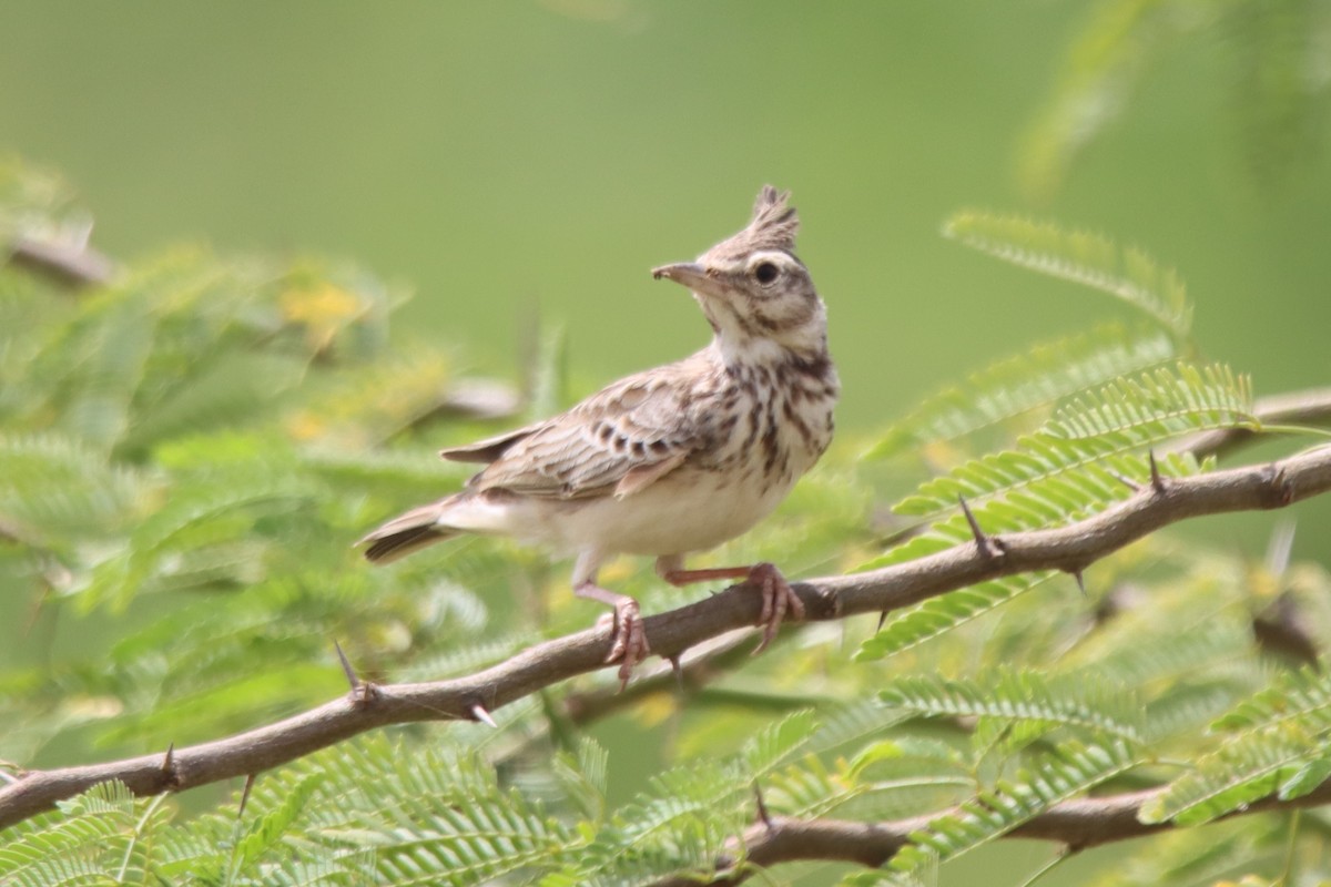 Crested Lark - ML624216157